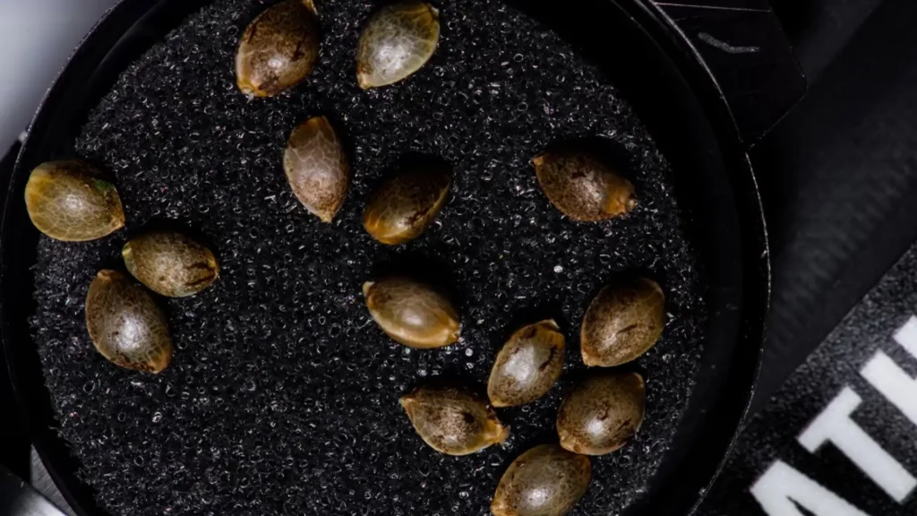 DOJA EXCLUSIVE SEEDS